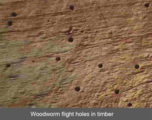 001 Woodworm in timber boron insecticide belfast co armagh down antrim fermanagh derry tyrone northern ireland NI p-r copy