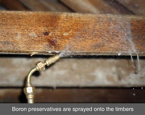 timber preservation boron wet rot dry rot woodworm northern ireland NI