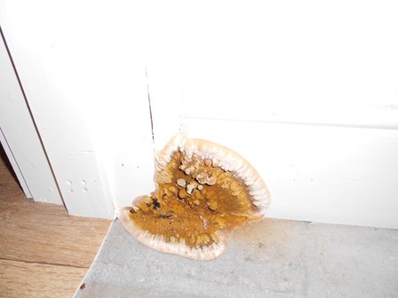 Dry rot fungus / fruiting body on skirting board, Armagh, Co. Armagh, NI