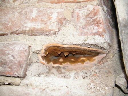 Dry rot fungus Londonderry: A dry rot fruiting body (fungus) was found in this property.
